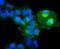 Integrin Subunit Alpha 5 antibody, NBP2-67883, Novus Biologicals, Immunocytochemistry image 