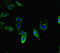Guided Entry Of Tail-Anchored Proteins Factor 1 antibody, CSB-PA026148LA01HU, Cusabio, Immunofluorescence image 