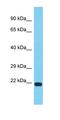 Trans-Golgi Network Vesicle Protein 23 Homolog C antibody, orb327165, Biorbyt, Western Blot image 