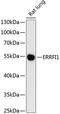 ERBB Receptor Feedback Inhibitor 1 antibody, orb538055, Biorbyt, Western Blot image 