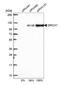 Glutamine Rich 1 antibody, NBP1-82196, Novus Biologicals, Western Blot image 