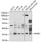 Inhibin Subunit Beta C antibody, 23-027, ProSci, Western Blot image 