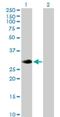 RAS Like Family 12 antibody, H00051285-B02P, Novus Biologicals, Western Blot image 