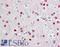 WD Repeat Domain 5 antibody, LS-B8824, Lifespan Biosciences, Immunohistochemistry frozen image 
