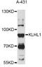 Kelch Like Family Member 1 antibody, LS-C749591, Lifespan Biosciences, Western Blot image 