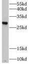 Rho Family GTPase 3 antibody, FNab07334, FineTest, Western Blot image 