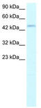 Transcription Factor Dp-2 antibody, TA333923, Origene, Western Blot image 