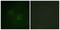 LCK Proto-Oncogene, Src Family Tyrosine Kinase antibody, LS-C117666, Lifespan Biosciences, Immunofluorescence image 