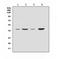 SRY-Box 3 antibody, A02255-1, Boster Biological Technology, Western Blot image 