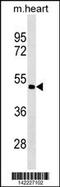 Procollagen C-Endopeptidase Enhancer 2 antibody, 60-838, ProSci, Western Blot image 