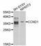 Cyclin D1 antibody, STJ29894, St John