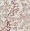 Vesicle Associated Membrane Protein 5 antibody, FNab09363, FineTest, Immunohistochemistry paraffin image 