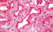 Empty Spiracles Homeobox 1 antibody, MBS248510, MyBioSource, Immunohistochemistry frozen image 