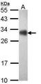 Four And A Half LIM Domains 2 antibody, PA5-29906, Invitrogen Antibodies, Western Blot image 