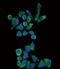 Galactosidase Alpha antibody, LS-C166494, Lifespan Biosciences, Immunofluorescence image 