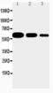 CD40 Molecule antibody, PA5-78982, Invitrogen Antibodies, Western Blot image 