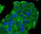 Sodium Voltage-Gated Channel Alpha Subunit 9 antibody, NBP2-75582, Novus Biologicals, Immunofluorescence image 