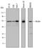 Nicalin antibody, AF7686, R&D Systems, Western Blot image 