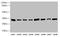 Proteolipid Protein 1 antibody, LS-C397010, Lifespan Biosciences, Western Blot image 