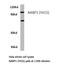 NEDD4 Binding Protein 1 antibody, LS-C177478, Lifespan Biosciences, Western Blot image 