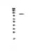 PMS1 Homolog 2, Mismatch Repair System Component antibody, A01028, Boster Biological Technology, Western Blot image 