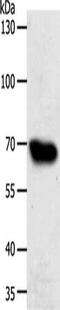 ATP Binding Cassette Subfamily G Member 1 antibody, CSB-PA127583, Cusabio, Western Blot image 