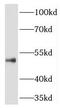 THUMP Domain Containing 1 antibody, FNab08679, FineTest, Western Blot image 