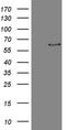 Fascin Actin-Bundling Protein 1 antibody, LS-C340232, Lifespan Biosciences, Western Blot image 