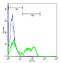 TEA Domain Transcription Factor 1 antibody, orb214649, Biorbyt, Flow Cytometry image 