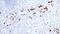 Granzyme B antibody, GTX01962, GeneTex, Immunohistochemistry paraffin image 