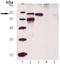Calreticulin antibody, ADI-SPA-603-F, Enzo Life Sciences, Western Blot image 