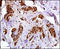 Melanoma-associated antigen 4 antibody, LS-C99935, Lifespan Biosciences, Immunohistochemistry frozen image 