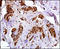 MAGE Family Member A4 antibody, LS-C99935, Lifespan Biosciences, Immunohistochemistry frozen image 