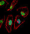 T-box transcription factor TBX6 antibody, LS-C161756, Lifespan Biosciences, Immunofluorescence image 
