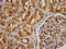 PSA antibody, LS-C673118, Lifespan Biosciences, Immunohistochemistry paraffin image 