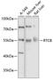 RNA 2',3'-Cyclic Phosphate And 5'-OH Ligase antibody, 13-568, ProSci, Western Blot image 