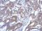 Ras Association Domain Family Member 4 antibody, PA5-31564, Invitrogen Antibodies, Immunohistochemistry paraffin image 