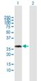 Variable Charge X-Linked 3A antibody, H00051481-B01P, Novus Biologicals, Western Blot image 