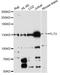 Fms Related Tyrosine Kinase 3 antibody, LS-C747536, Lifespan Biosciences, Western Blot image 
