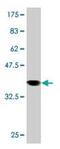 Syntaxin 4 antibody, ab77037, Abcam, Western Blot image 