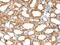 Endoplasmic Reticulum Metallopeptidase 1 antibody, PA5-51191, Invitrogen Antibodies, Immunohistochemistry frozen image 