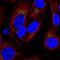 Signal peptidase complex subunit 1 antibody, NBP2-58471, Novus Biologicals, Immunofluorescence image 