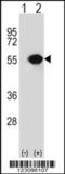 RuvB Like AAA ATPase 1 antibody, 60-402, ProSci, Western Blot image 
