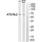 Autophagy Related 16 Like 2 antibody, A12480, Boster Biological Technology, Western Blot image 