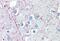 Proteolipid Protein 1 antibody, MBS245441, MyBioSource, Immunohistochemistry paraffin image 