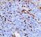 Triggering Receptor Expressed On Myeloid Cells 1 antibody, PA1586, Boster Biological Technology, Immunohistochemistry paraffin image 