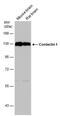 Contactin 1 antibody, PA5-78380, Invitrogen Antibodies, Western Blot image 