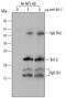 BCL2 antibody, AF810, R&D Systems, Immunoprecipitation image 