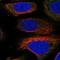 Unc-13 Homolog D antibody, HPA067117, Atlas Antibodies, Immunofluorescence image 