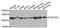 FAST Kinase Domains 1 antibody, abx006471, Abbexa, Western Blot image 